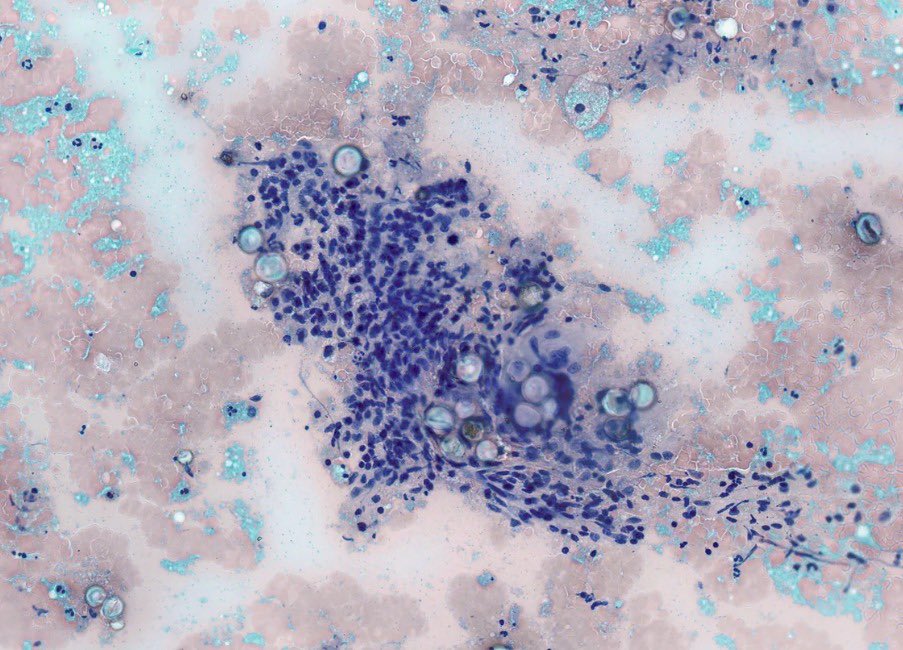 Beatriz Fuga Rossi Teixeira tweet media