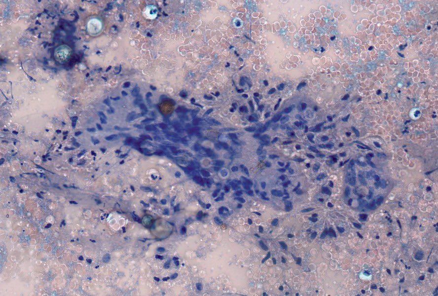 Beatriz Fuga Rossi Teixeira tweet media