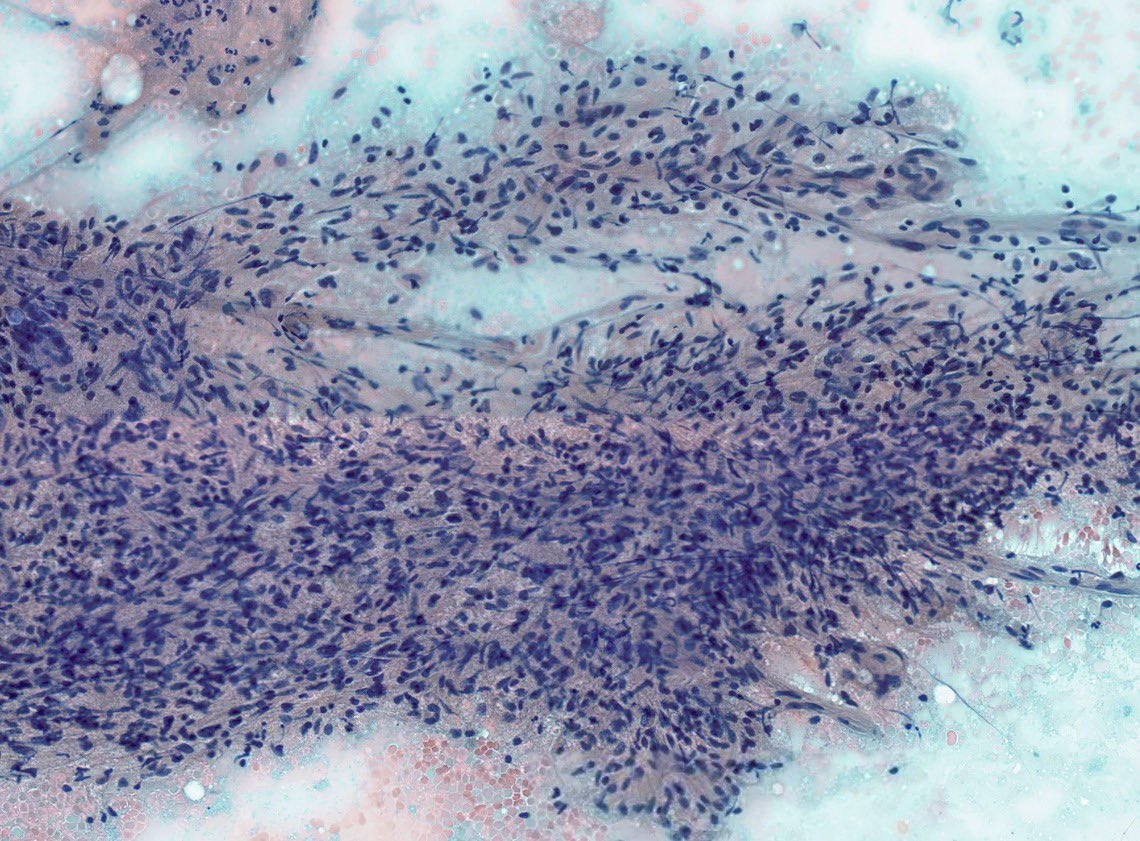 Beatriz Fuga Rossi Teixeira tweet media