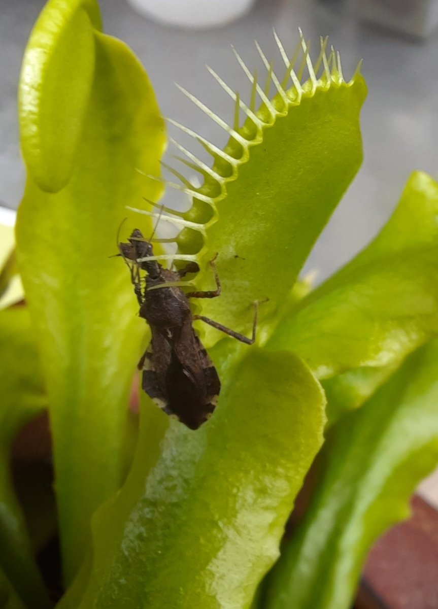 JohnDFowler's tweet photo. Oh, the irony of an assassin bug trapped in the teeth of my Venus flytrap. https://t.co/GY1lEtZPou