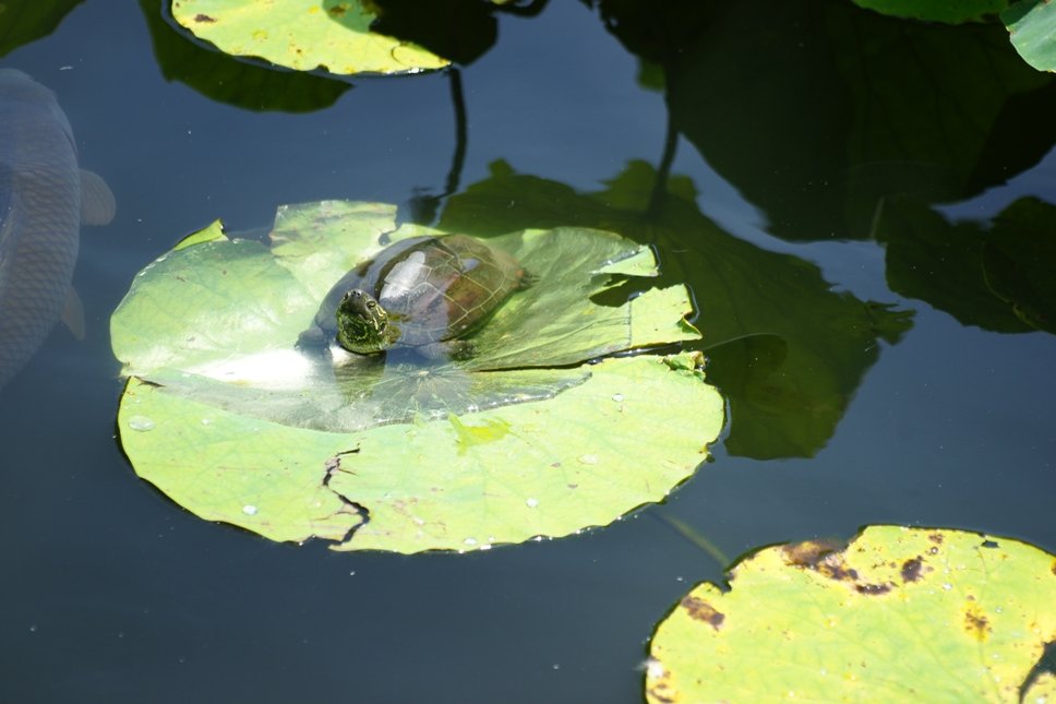 cherry_masaya's tweet photo. untitled ◆ turtle
7.15.2024(SONY α-900,minolta_100-300mmAPO,M/iso100)
#turtle #summercoming #pondturtle
#lotusleaves #tsurugaokahachimangushrine
#kamakura #japan #weekend
#写真好きな人と繋がりたい
#甲羅干し になってない😂 #亀 #週末 #蓮葉 #暑い #鶴岡八幡宮 #鎌倉 #夏 https://t.co/PBnN3GMyuK