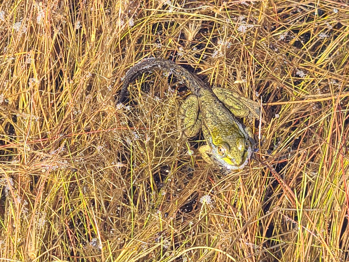 Liam_LizardKing's tweet image. One of the cooler things I've seen in a while. Seen thousands of frogs and tadpoles while trouting over the years, today I witnessed one in a major metamorphosis life stage. First for me! #metamorphisis #frogs