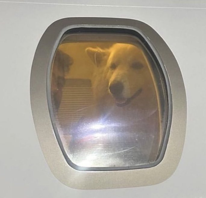 ESCONDAM OS SEUS CACHORROS PQ ELES ESTÃO CHEGANDO

É neste sábado, dia 20, que Henrique e Juliano, Nattanzinho e Rayane e Rafaela vão fazer história no Mineirão. 

Últimos ingressos disponíveis pra você não perder o evento do ano

guicheweb.com.br/henrique-e-jul…

#publi