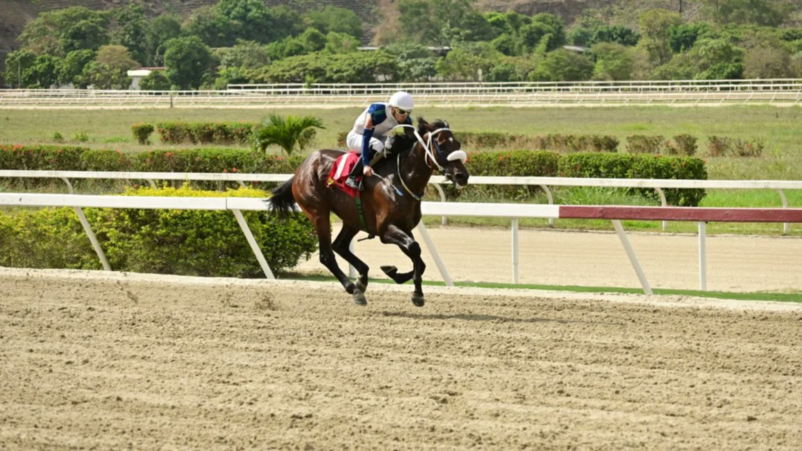 Gacetahipica's tweet photo. Así ajusta este caballo que podría ser línea del cuadro del 5y6 en La Rinconada
https://t.co/769aFDkF5o https://t.co/18ud92V41Y