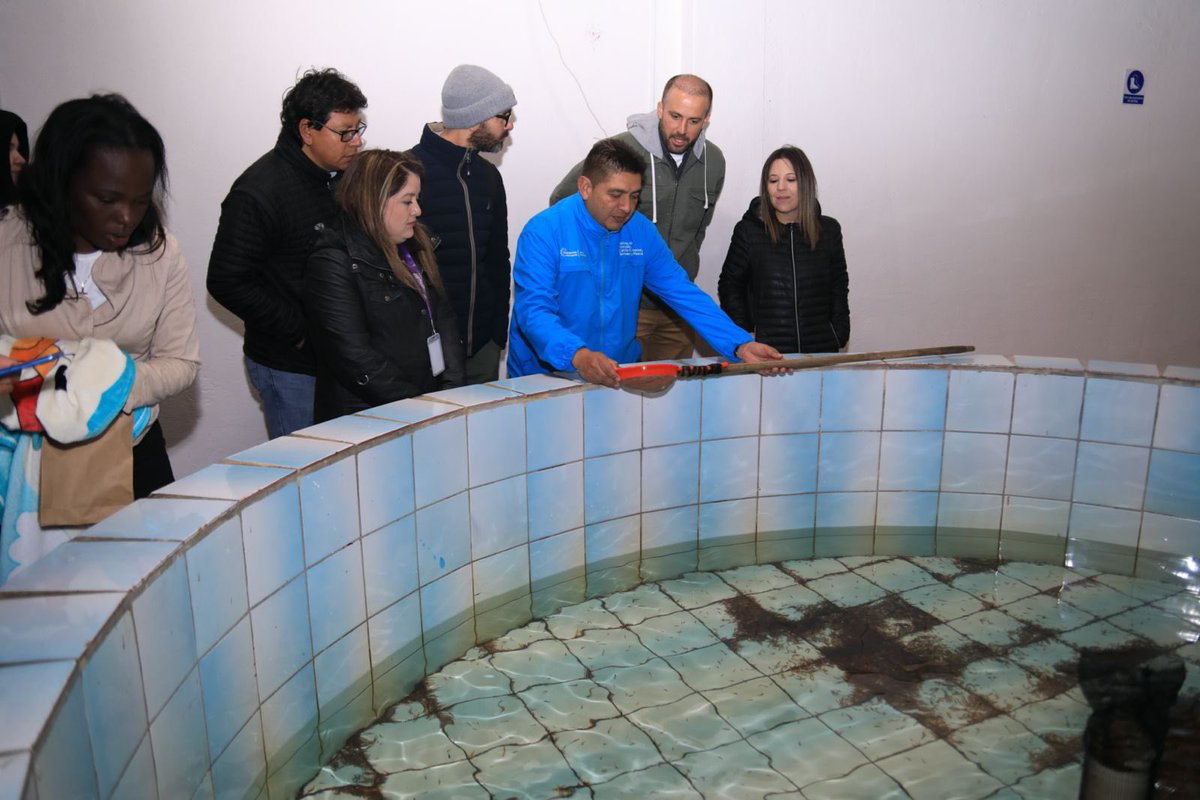 📍Cuenca | Más de 1⃣9⃣0⃣ piscicultores afectados por desastres naturales y grandes pérdidas en las provincias de Azuay, Cañar y Tungurahua recibieron una dotación de 2⃣0⃣0⃣ mil alevines de trucha🐟 por parte del Viceministerio de Acuacultura y Pesca.