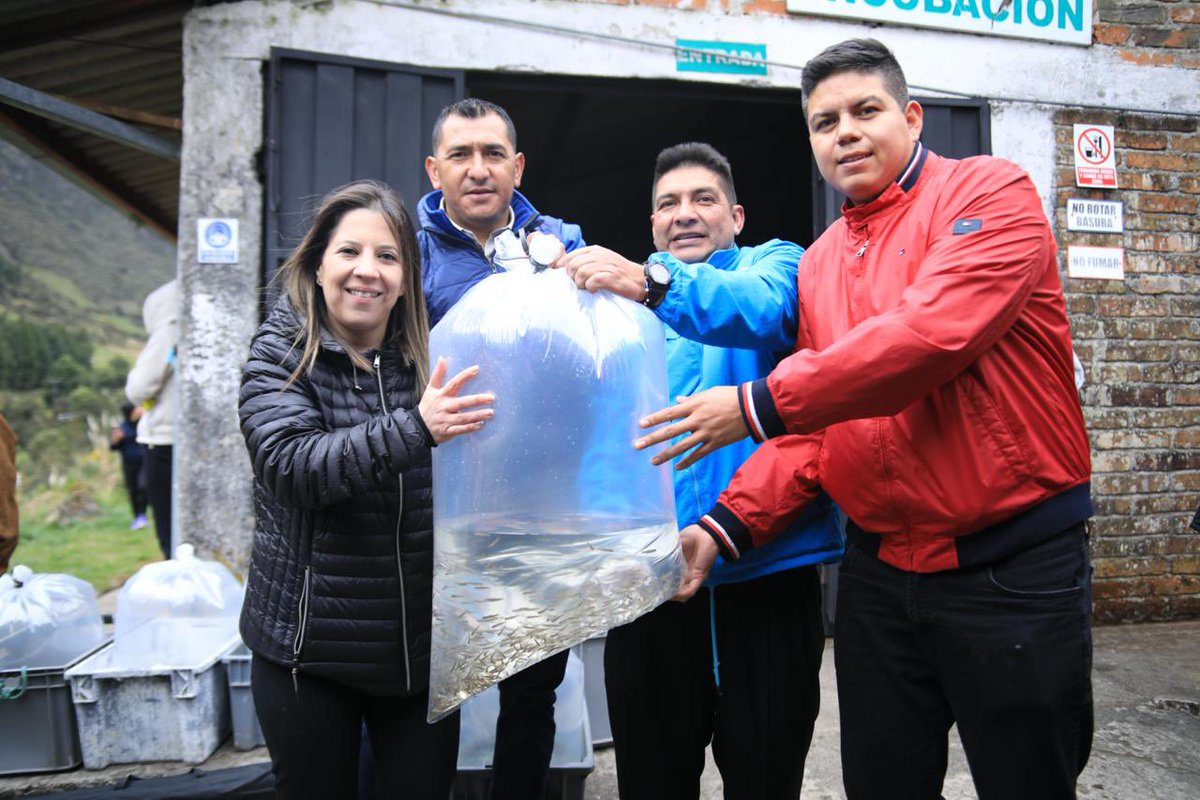 Produccion_Ecu's tweet photo. 📍Cuenca | Más de 1⃣9⃣0⃣ piscicultores afectados por desastres naturales y grandes pérdidas en las provincias de Azuay, Cañar y Tungurahua recibieron una dotación de 2⃣0⃣0⃣ mil alevines de trucha🐟 por parte del Viceministerio de Acuacultura y Pesca. https://t.co/k98pI2VoQF