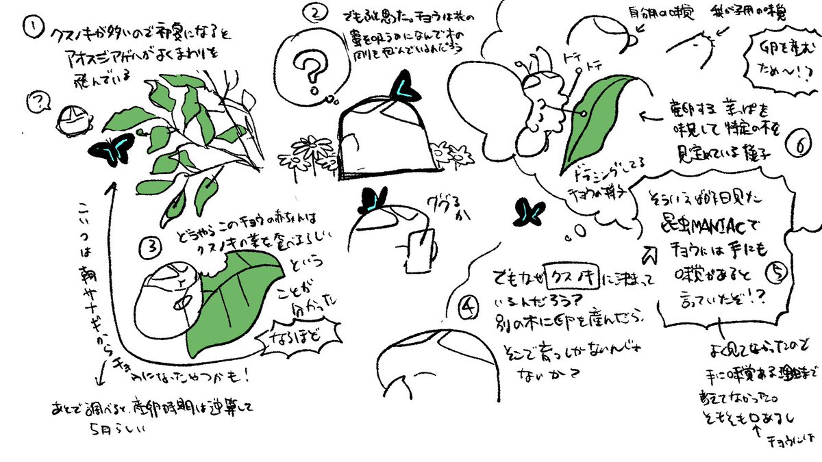 ▫️今朝の日記▫️
クスノキの周りをアオスジアゲハがよく飛んでいる理由を考えた。
ちょっと雑なのは理由があります 