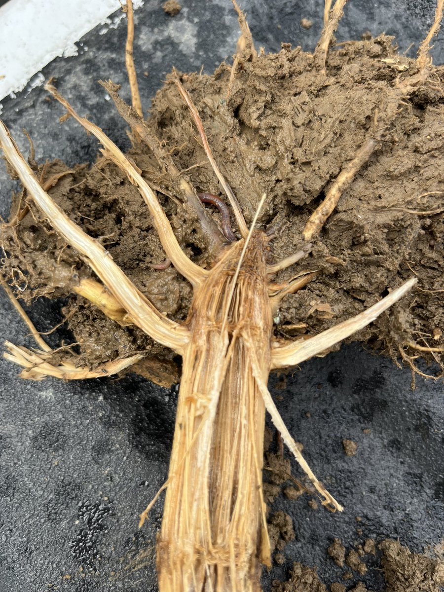 baldpathologist's tweet photo. Corn crown rot starting to be observed in MS. Plants that appear to be prematurely  maturing in small groups compared to those around them can be indicative of crown rot. Cutting into the stalk and crown generally reveals staining and tissue degradation #mscrops @MSUextPlantLab https://t.co/hby9ZKcJjV