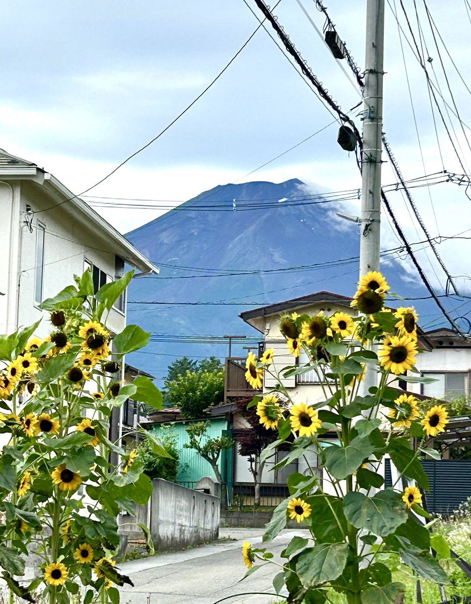 7月19日(金)
近所のひまわり🌻が元気に咲いています☻
いよいよ梅雨明け！
夏本番の暑さがやってきそうです。。
たくさん食べて寝て 
その日の疲れをしっかりとりましょう٩( ᐛ )و
.
The rainy season is finally over!
 The heat of the summer season is coming!
#富士吉田 #fujiyoshida