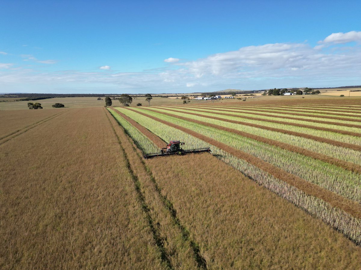 lukegreen450's tweet photo. Contract hay cutting and windrowing spots available for 2024 season. 
16ft mower conditioner 
40ft windrower 
Willing to travel anywhere on the Eyre Peninsula with self transport for ease of travelling long distance 
Phone Luke on 0488502972 👍 https://t.co/qQSI8ec0VI