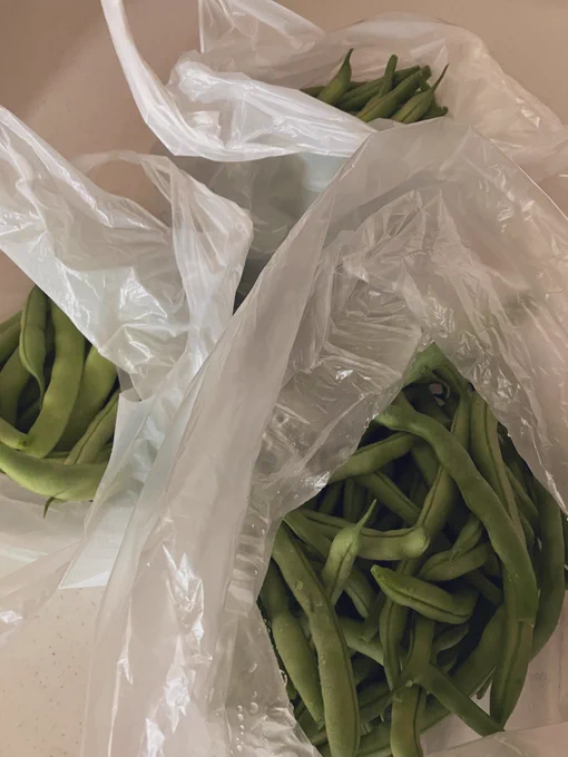 お豆シーズンきたみたいモロッコインゲンは皮固めきんぴらにするといいさつきみどりはジャガイモと砂糖醤油で煮るやつうちの子らは茹でてそのまま派3軒から頂いたからすごい豆天国ありがたきー 