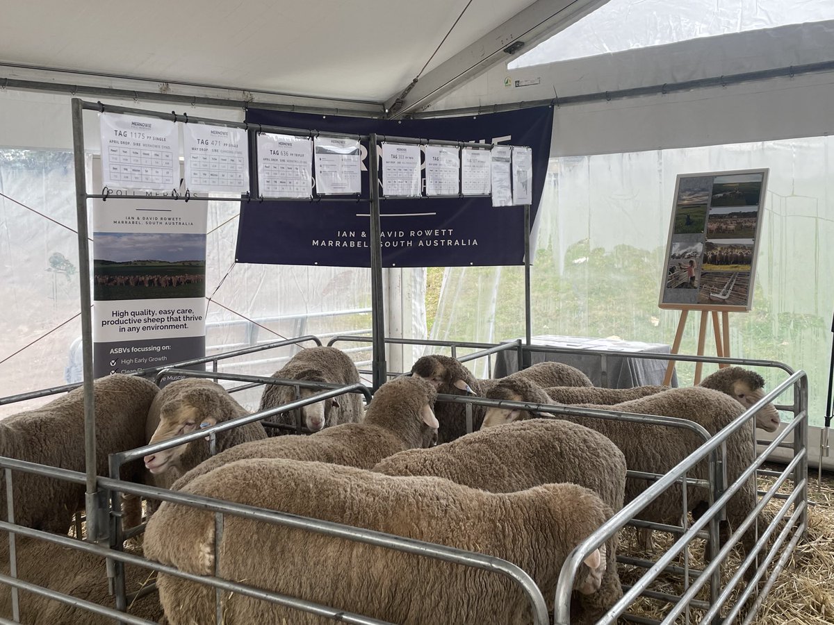 davemernowie's tweet photo. Mernowie display all set to go at Bendigo sheep show https://t.co/ZCnoSE7lYl