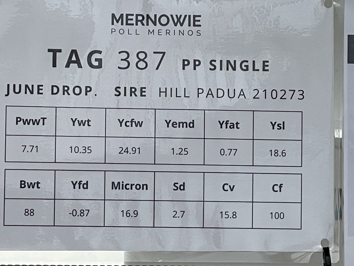 davemernowie's tweet photo. Mernowie display all set to go at Bendigo sheep show https://t.co/ZCnoSE7lYl