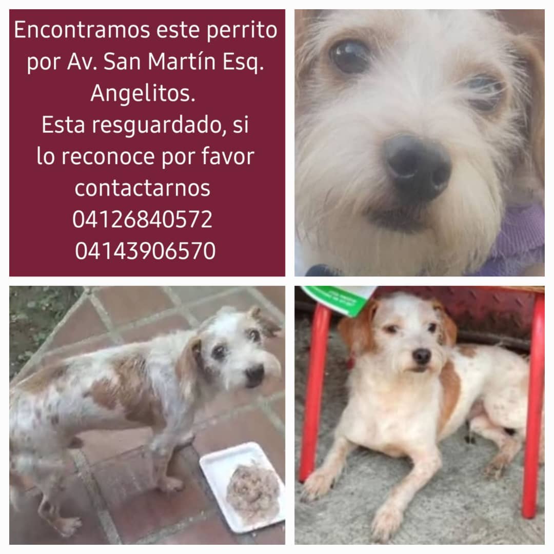 PerroUsuario's tweet photo. EXTRAVIADO RP @maritesotelo: Difundir por favor. Este perrito busca a sus dueños. Fue encontrado esq. Ángelitos #SANMARTIN Caracas https://t.co/plg9EoayvX