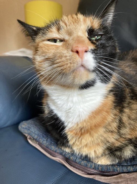 riotgrandma72's tweet image. We 🩷the #labdem!