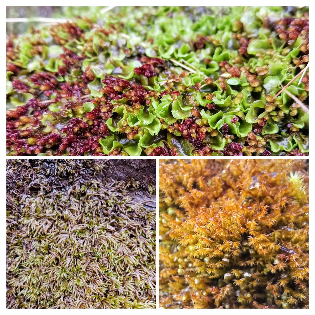 Our peatlands restoration team recently visited Mayo to study hepatic mats, which must be protected when developing &amp;  implementing blanket bog restoration plans. These are unique bryophyte communities that, although prefer well-drained soils, can be found on blanket bogs too.