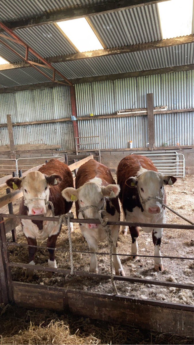 We currently have a fantastic selection of pedigree heifers coming up for sale over the next few months, all from top cow lines, with some of our top show heifers coming up sale also.