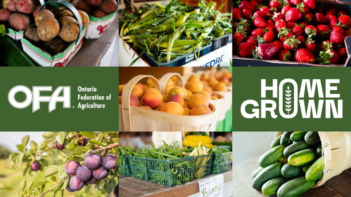 HaltonBusiness's tweet image. August 3 is #FoodDayCanada! Celebrate by visiting local farmers and farmer's markets! Enjoy fresh, delicious produce. Explore the #HaltonON Simply Local map to find farmer's markets and farms near you! 🥦🌽 #SimplyLocal ow.ly/en9B50SLe4z @FoodDayCanada
