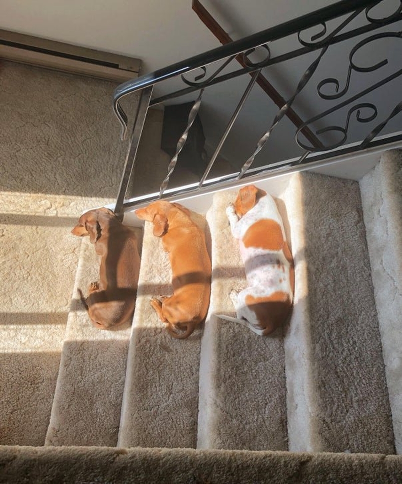 Dalbodog's tweet photo. They do this every day at the same time. ❤️ https://t.co/ig4JL0p22f