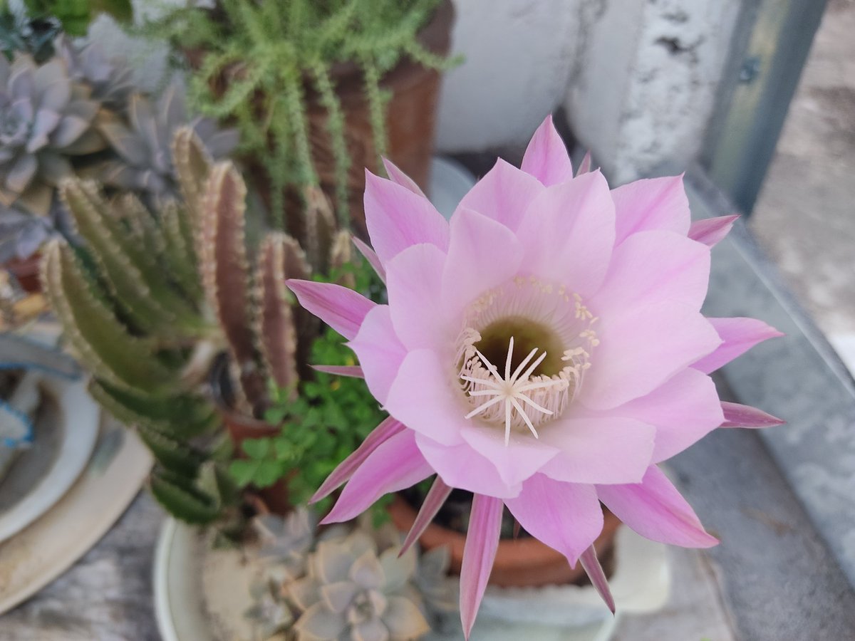 #Flowers  #cactus