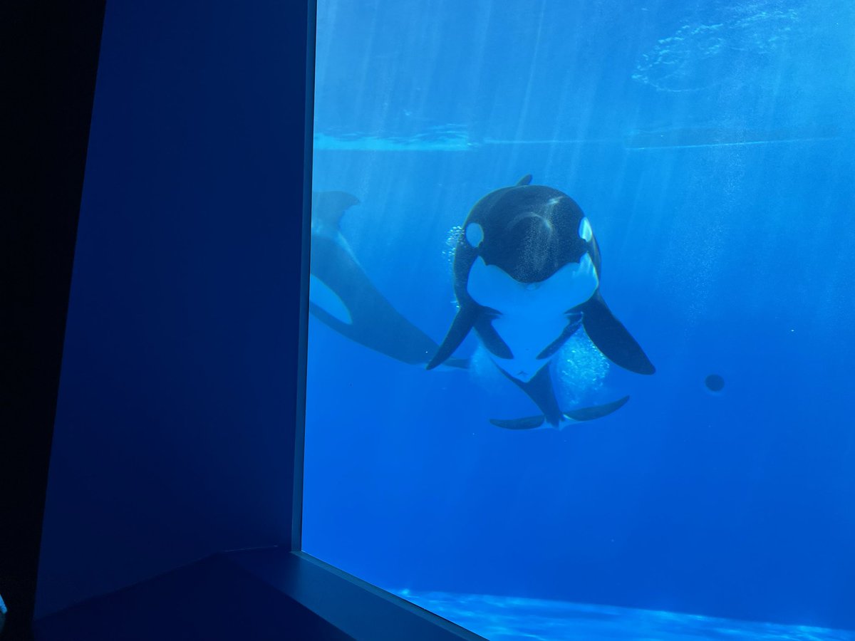 しんの tweet media