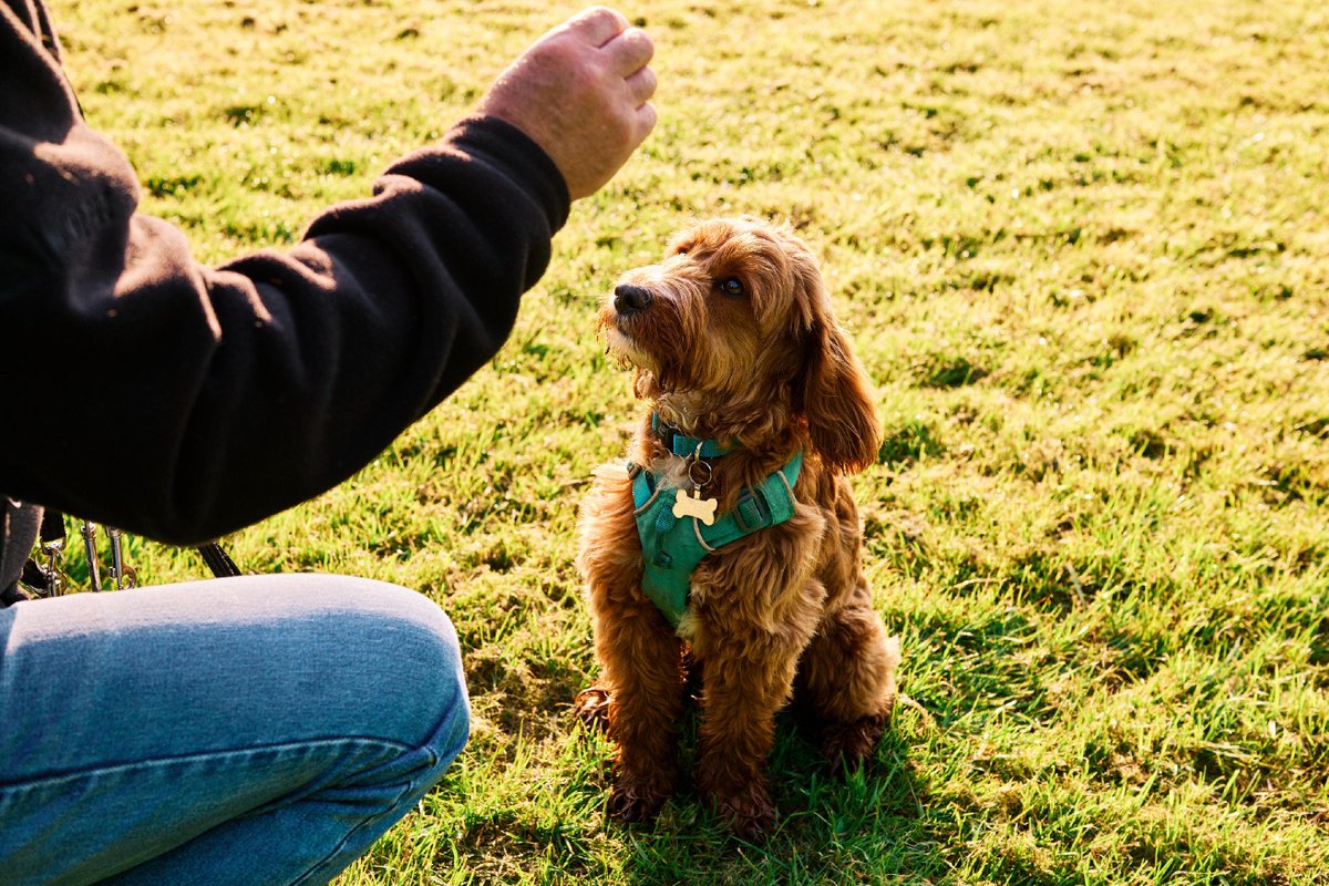 InterludePetRes's tweet image. Start training your dog with basic commands like sit, stay, and come. These form the foundation for more advanced training. For personalized guidance, check out Interlude Pet Resort & Spa's training programs! 🐕 #DogTraining #BasicCommands