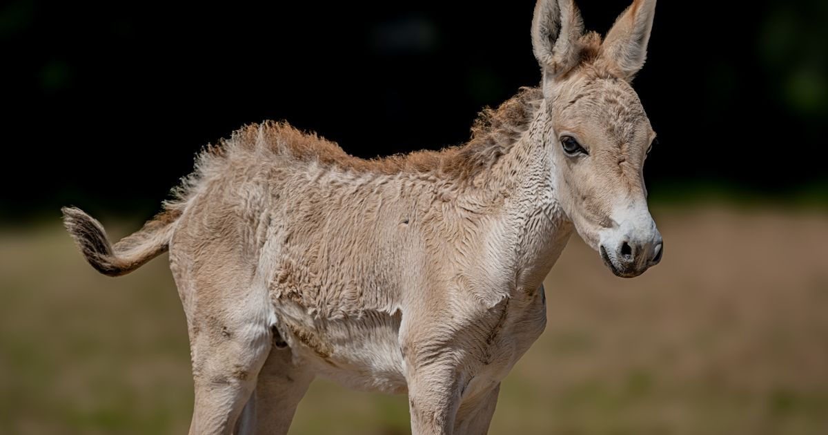 DailyMirror's tweet photo. One of world's rarest animals which faces extinction born at UK zoo

https://t.co/A6N54uxXoF https://t.co/GRpoc5kyaG