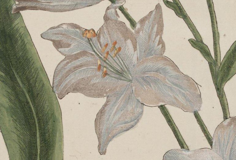 Will Beharrell (@willbeharrell) on Twitter photo More bookish ramblings from me on September 10, at 2pm. This time we’ll be looking at Elizabeth Blackwell and the gorgeous “Curious Herbal” (1737) she produced to rescue her family from debt. Free and online <a href="/LinneanSociety/">The Linnean Society of London</a>. Book here 🔗: eventbrite.co.uk/e/linnean-lens… More bookish ramblings from me on September 10, at 2pm. This time we’ll be looking at Elizabeth Blackwell and the gorgeous “Curious Herbal” (1737) she produced to rescue her family from debt. Free and online <a href="/LinneanSociety/">The Linnean Society of London</a>. Book here 🔗: eventbrite.co.uk/e/linnean-lens…