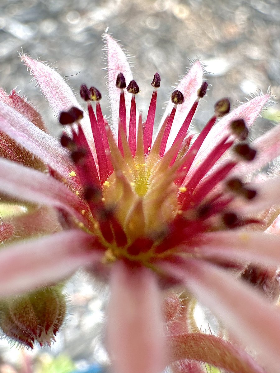 MandyLSimard's tweet photo. QP/Share your Flower captures for #FlowersOnFriday πΈ
Hereβs the death bloom
of the hen and chick plant. https://t.co/dpmra23Byb