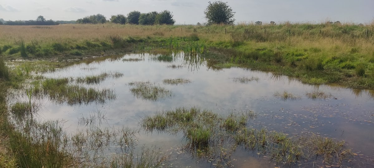 Our new-ish scrapes at Low Carr near Pickering still holding plenty of water and are teeming with dragonflies this morning. Also, a few Teal, Snipe and Green Sandpipers. Amazing how much marginal and emergent vegetation is colonising the new wetlands.