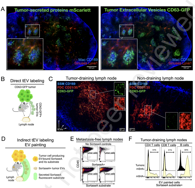 Waggoner Lab (@labwaggoner) on Twitter photo Tumor extracellular vesicles deliver neoantigens to sentinel node follicles activating germinal centers, epitope spreading and CD8 T infiltration, restricting immunotherapy-resistant squamous carcinoma <a href="/fepulab/">Ferdinando Pucci's Lab</a> <a href="/hollern_daniel/">Daniel Hollern</a>
papers.ssrn.com/sol3/papers.cf… Tumor extracellular vesicles deliver neoantigens to sentinel node follicles activating germinal centers, epitope spreading and CD8 T infiltration, restricting immunotherapy-resistant squamous carcinoma <a href="/fepulab/">Ferdinando Pucci's Lab</a> <a href="/hollern_daniel/">Daniel Hollern</a>
papers.ssrn.com/sol3/papers.cf…