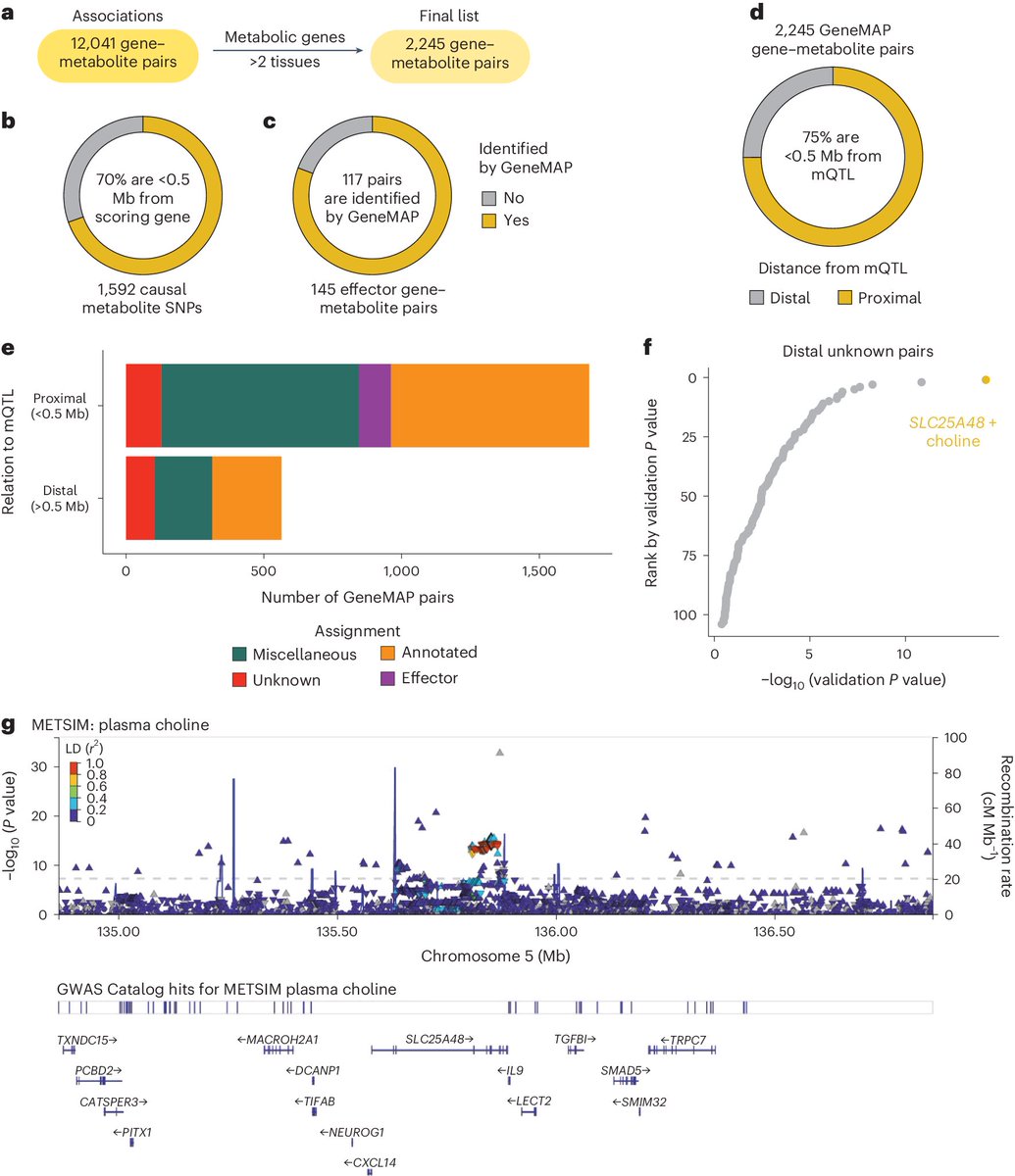 Nature Portfolio (@natureportfolio) on Twitter photo A study in <a href="/NatureGenet/">Nature Genetics</a> presents a multiomic GeneMAP platform for discovery of metabolic gene function and identifies SCL25A48 GENE as a mediator of mitochondrial choline import. go.nature.com/3yfBXaD A study in <a href="/NatureGenet/">Nature Genetics</a> presents a multiomic GeneMAP platform for discovery of metabolic gene function and identifies SCL25A48 GENE as a mediator of mitochondrial choline import. go.nature.com/3yfBXaD
