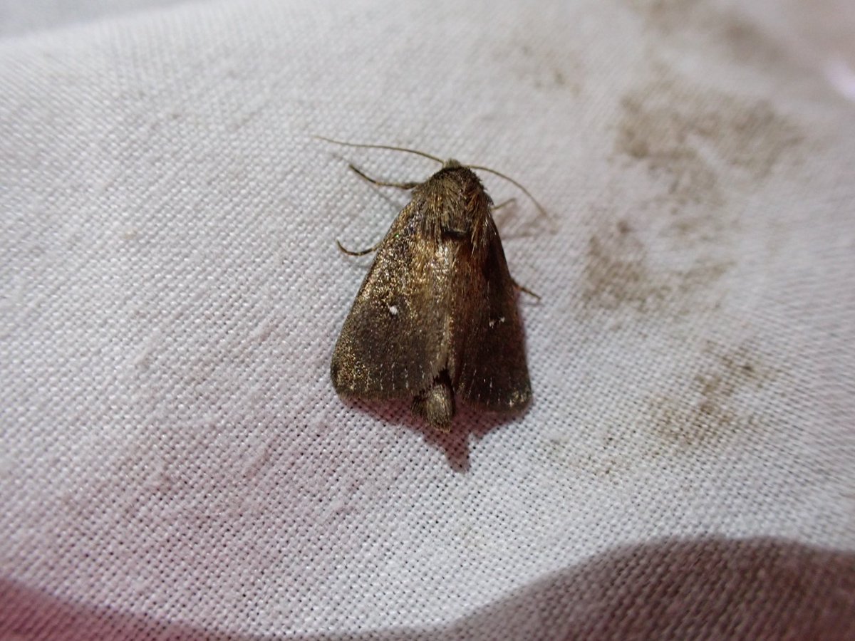 Tony Wilson (@twtamar1) on Twitter photo More great moths - this time at Marazion - many thanks <a href="/Natures_Voice/">RSPB</a> Webb’s, Brown-veined & Twin-spotted Wainscots, White-line Dart and The Crescent. @windmillfarmnn1 <a href="/j_chapman2/">Jason Chapman</a> <a href="/12broadbentm/">Matthew Broadbent</a> <a href="/ej_cornelius/">Elliott Cornelius</a> More great moths - this time at Marazion - many thanks <a href="/Natures_Voice/">RSPB</a> Webb’s, Brown-veined & Twin-spotted Wainscots, White-line Dart and The Crescent. @windmillfarmnn1 <a href="/j_chapman2/">Jason Chapman</a> <a href="/12broadbentm/">Matthew Broadbent</a> <a href="/ej_cornelius/">Elliott Cornelius</a>