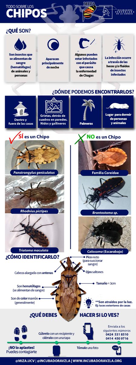 #TraeTuChipo

¿Has visto posibles #chipos en tu zona o domicilio recientemente? Tómale una foto y envíala a nuestro WhatsApp wa.me/584245318510 te ayudamos con la identificación.

<a href="/MIZAUCV/">MIZA-UCV</a> <a href="/JuanCGabaldon/">Juan Carlos Gabaldón</a> <a href="/Betopaniz/">Alberto Paniz Mondolfi</a> <a href="/mgrillet/">Maria Eugenia Grillet</a>