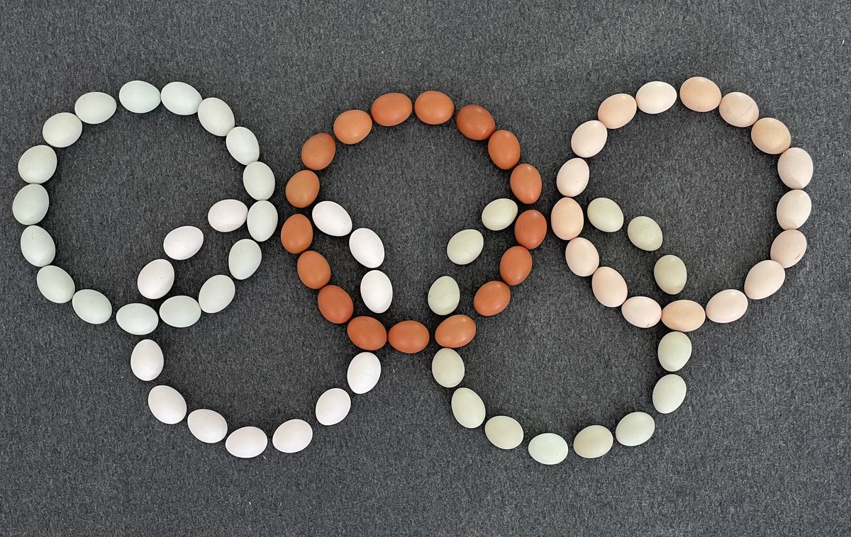BeechwoodEggs's tweet photo. It’s @ReadingFarmMkt this Saturday - 3rd Aug! It is held at The Cattle Market, Great Knolly’s Street, Reading RG1 7HD from 8.15an until 12 noon.

We will be there with plenty of Eggs! ❤️🥚❤️

#Eggs #ReadingMarket #Foodie #Rdg #RdgUK #InRdg #ReadingUK #Market #Food #Olympics https://t.co/cG32GlUIWD