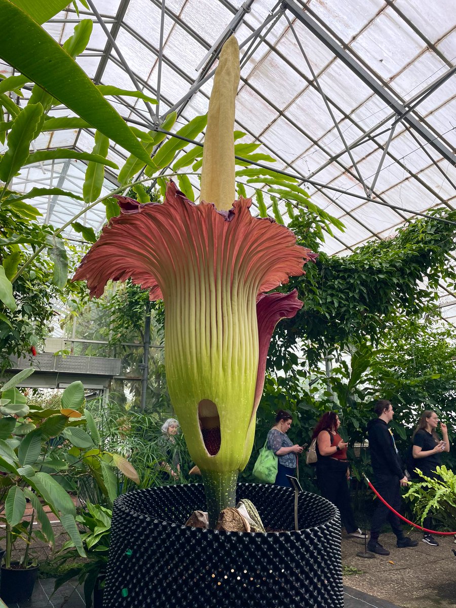 Mr Francis (@mrtfrancis_) on Twitter photo The Titan Arum (corpse flower) blooms for just 2-3 days once every two to three years, and Iโve just seen it at The Royal Botanic Gardens in Edinburgh. ๐ผ
Has anyone else had a chance to see (or smell!) this impressive plant?
<a href="/TheBotanics/">Royal Botanic Garden Edinburgh</a> <a href="/TitanArumRBGE/">Titan Arum Edinburgh</a> The Titan Arum (corpse flower) blooms for just 2-3 days once every two to three years, and Iโve just seen it at The Royal Botanic Gardens in Edinburgh. ๐ผ
Has anyone else had a chance to see (or smell!) this impressive plant?
<a href="/TheBotanics/">Royal Botanic Garden Edinburgh</a> <a href="/TitanArumRBGE/">Titan Arum Edinburgh</a>