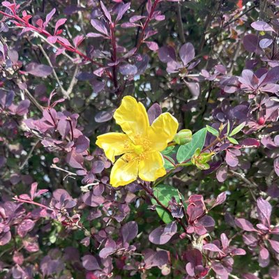 teach2inspire's tweet image. #embracedifference In a bush full of thorns never be afraid to shine and stand out…⭐️