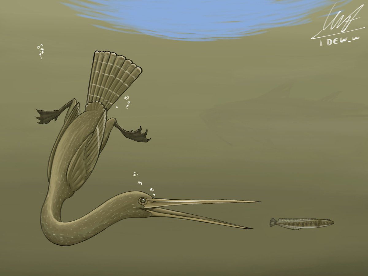 #paleonusantara #paleonusantara2
Day 1

Meet the Protoplotus beauforti, a prehistoric bird from the Eocene of Sumatra, Indonesia