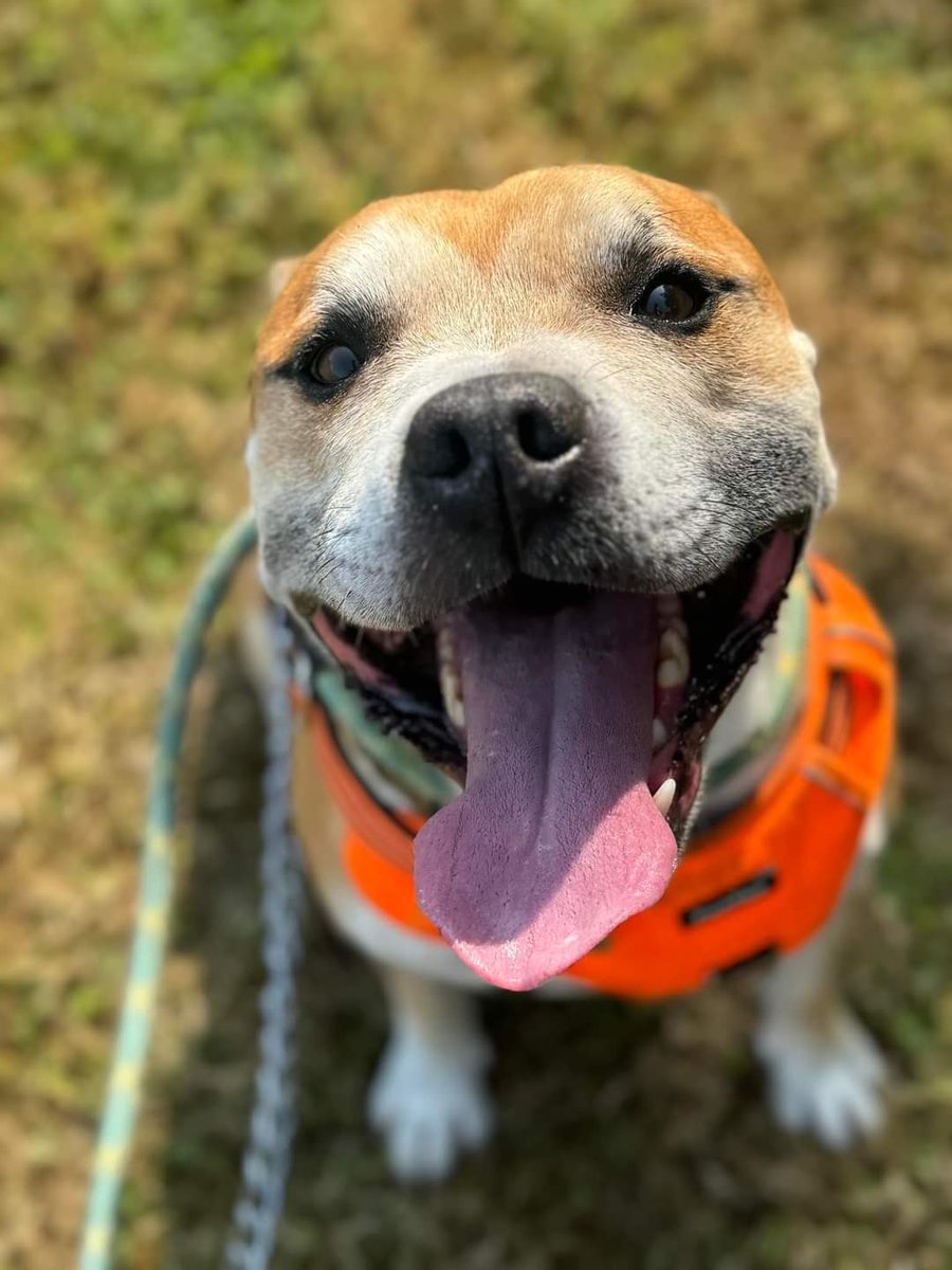 SeniorStaffy's tweet photo. Good morning Staffy Lovers!
Check out the gorgeous smile on our newbie Rodney, isn't it fab!
If that doesn't say happy staffy I don't know what does 😁
He's currently being allowed to settle and will be vet checked and assessed in due course. For now just admire his handsomeness! https://t.co/facQoahLyl