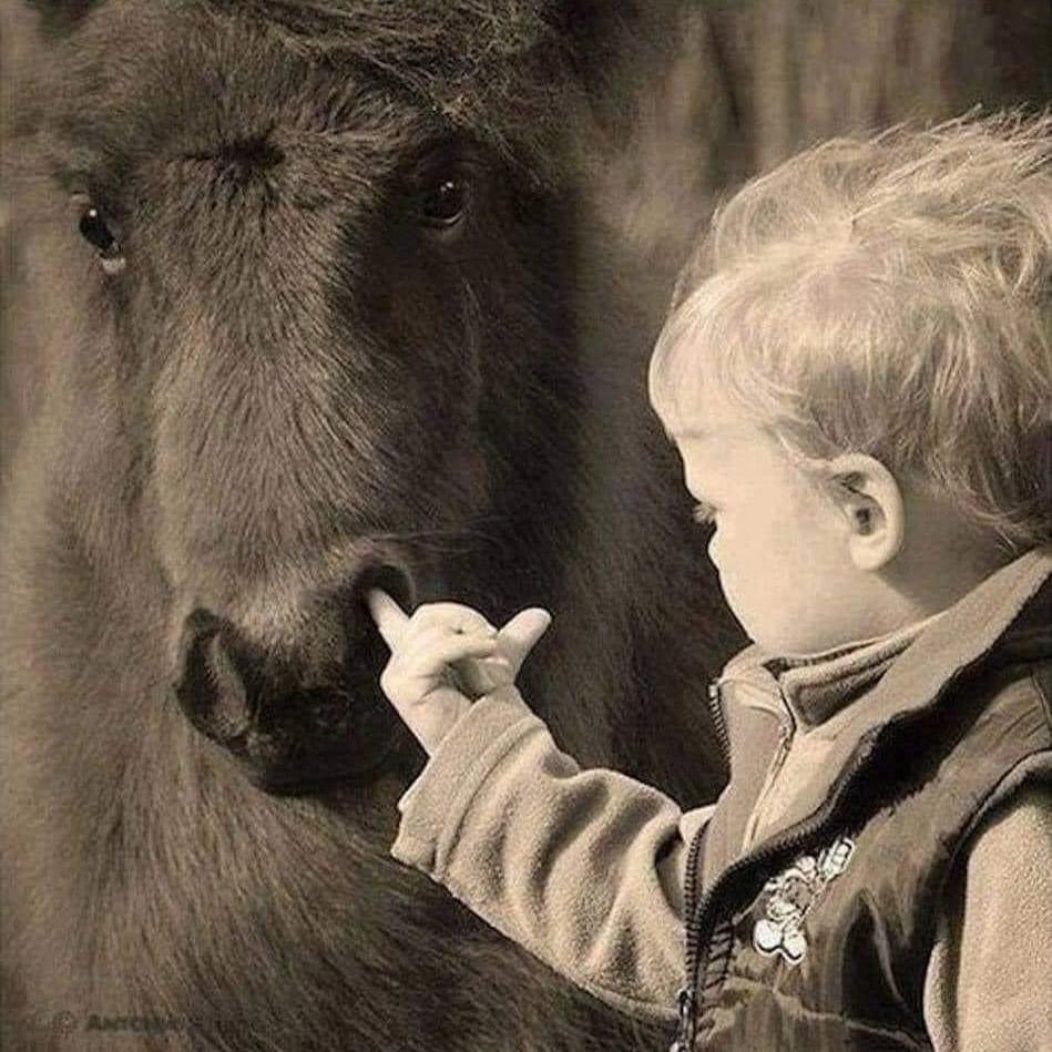 CosmosKrypto's tweet image. Imagine the elk in the picture as the usual internet and blockchain projects. It&apos;s massive, traditional, and a bit indifferent, symbolizing the cumbersome and sometimes outdated systems many people have grown accustomed to.

continue reading … #p2p #dweb3 #holochain #blockchain