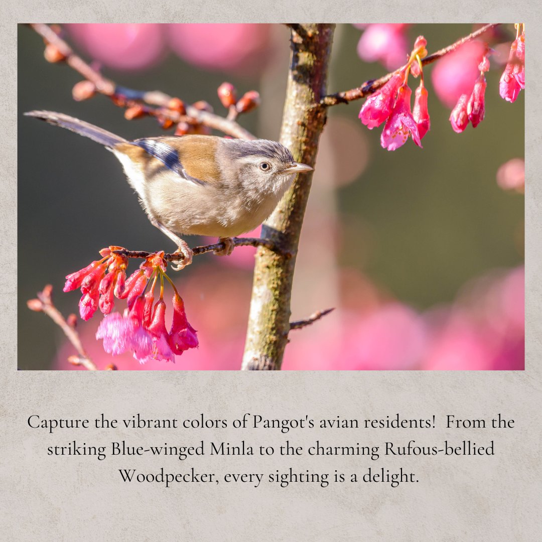 MyTourBox's tweet photo. Discover the bird watcher's paradise in Pangot!  With over 250 species, including the colorful Himalayan Monal and Cheer Pheasant, it's a must-visit for nature enthusiasts. 

#MyTourBox #BirdingTours #BirdWatching #PangotParadise #NatureLovers https://t.co/TJB8Q8qJkP