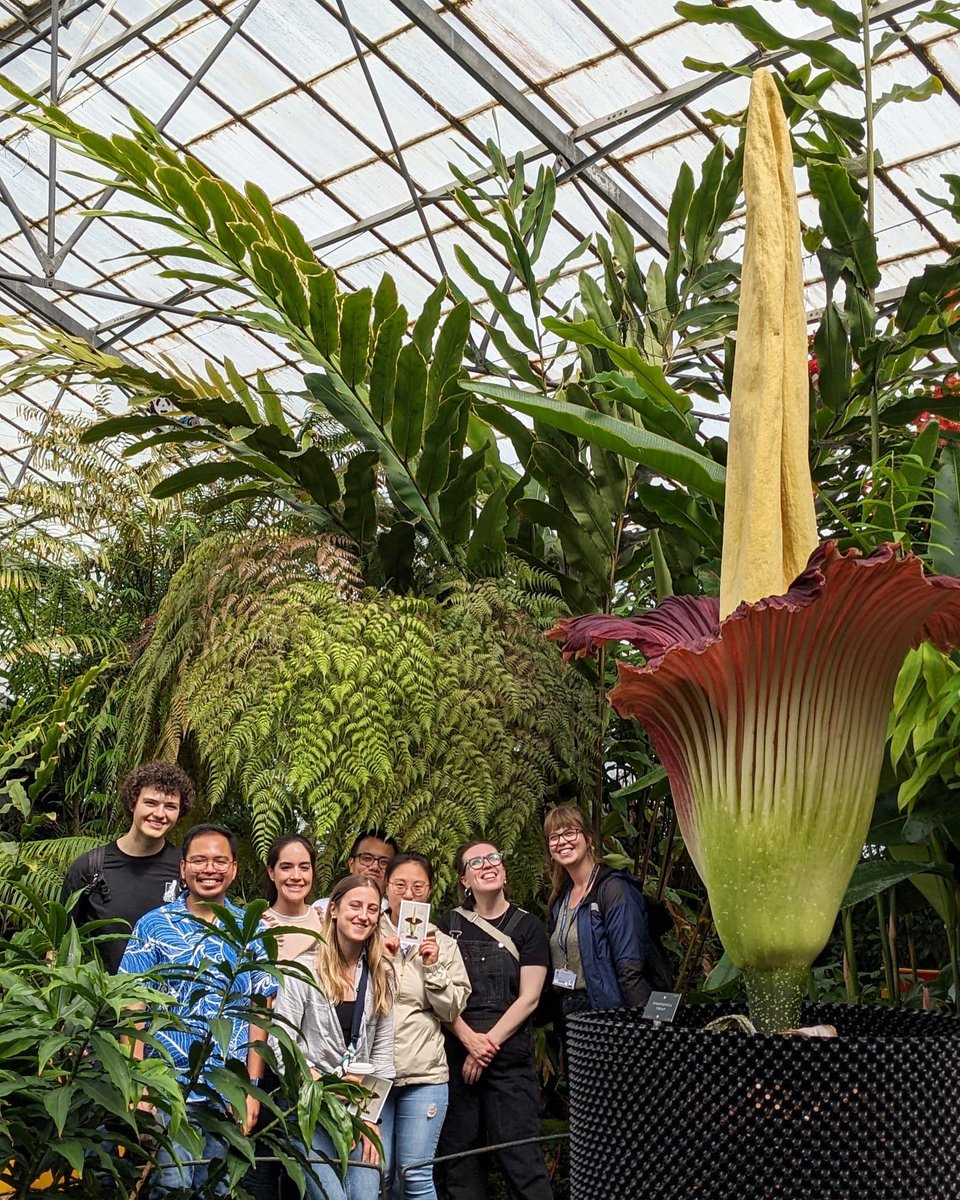 Angelo Victoria (@gelomerase) on Twitter photo A handful of plant scientists from <a href="/InstMolPlantSci/">Institute of Molecular Plant Sciences</a> basking in the beauty🤩 (and stench🤢) of the glorious New Reekie <a href="/TitanArumRBGE/">Titan Arum Edinburgh</a> <a href="/TheBotanics/">Royal Botanic Garden Edinburgh</a>💚
So happy to see (and smell) it in person.🥰 A handful of plant scientists from <a href="/InstMolPlantSci/">Institute of Molecular Plant Sciences</a> basking in the beauty🤩 (and stench🤢) of the glorious New Reekie <a href="/TitanArumRBGE/">Titan Arum Edinburgh</a> <a href="/TheBotanics/">Royal Botanic Garden Edinburgh</a>💚
So happy to see (and smell) it in person.🥰