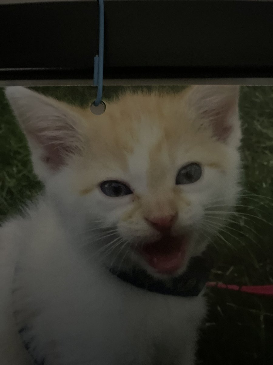 Oh my gooberness gwacious!!! Look at the adorable baby cheddar bay! His berfday be in this month just like my SaySay! Happy August to all! 💨💨💨<a href="/FartyCheddarCat/">Cheddar</a>