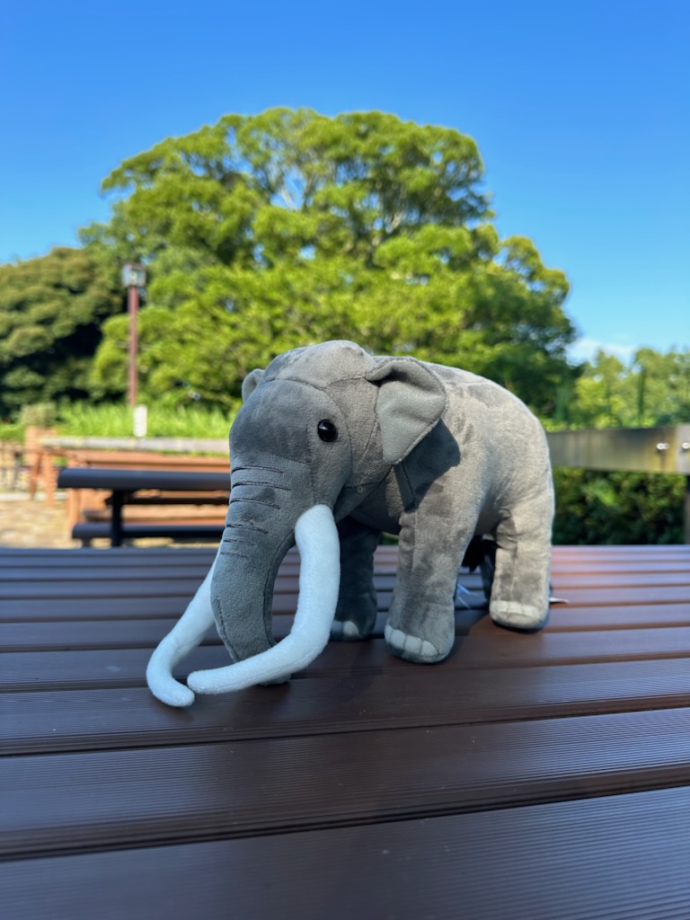 8/12は #世界ゾウの日 #ののはなギフトショップ では「インドゾウの