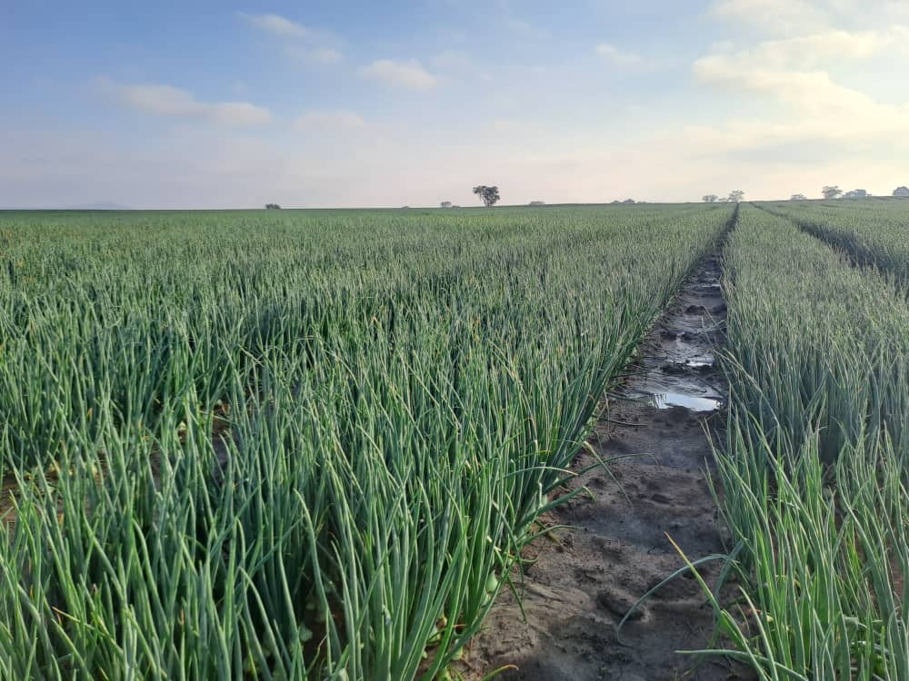 Horticulture lives in me! My workspace daily above! Green is therapeutic! Onion variety Irati🔥