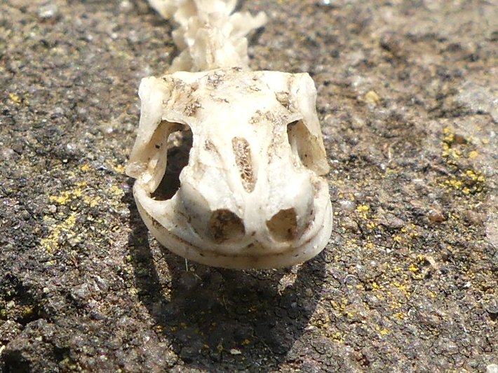 Tiny skeleton found in garden - what might it be? <a href="/SussexWildlife/">Sussex Wildlife Trust 🦔</a> <a href="/SussexARG/">Sussex ARG</a>