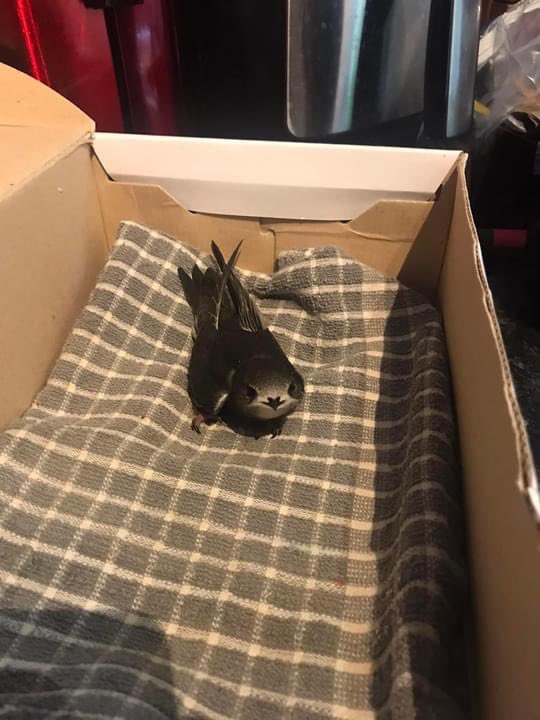 🚗✨ Volunteer Opportunity: Help Transport Swifts in Need! ✨🚗

We're looking for volunteers to join our "Swift Taxi" team. By signing up, you can help transport swifts in your area to a specialist rehabber in #Plymouth or #Exeter