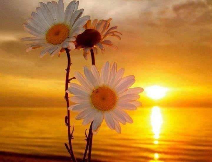 iloveitalyy's tweet photo. Acceptance 8.2.24
ย
Accept one another, then, just as Christ accepted you.
Romans 15:7, NIV
#YouAreAccepted #YouAreLoved #ThankYouJesus #HappyFriday #WeekendVibes #Weekend #WeekendIsAlmostHere #CoffeeLovers #CoffeeTime #coffeeandjesus #Sunrise #Flowers #BeNice #BeKind #RT https://t.co/KelMbZfKX9