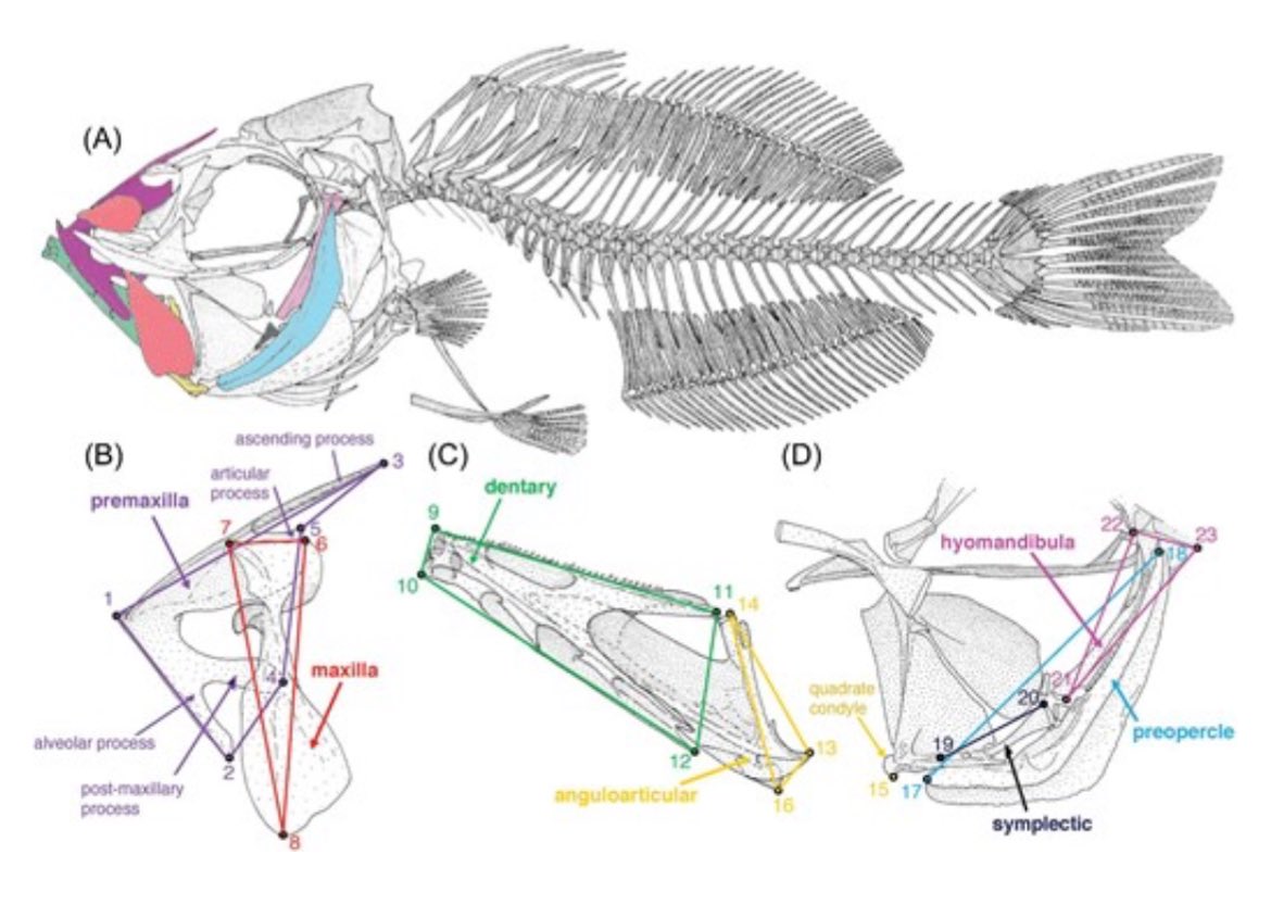 iobjournal's tweet photo. Friday #fish read :
#Morphological Diversity and #Evolution of Jaw #Morphologies in #Zeiform Fishes (Teleostei, Paracanthopterygii)
J W Peters, K K Duclos, M V H Wilson, T C Grande
https://t.co/usHlVNN2p8
#Biology #science #scientists https://t.co/BIgmKTuk6h