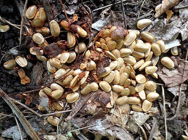 LTU English &amp; Creative Writing <a href="/LeedsTrinity/">Leeds Trinity University</a> + external partners <a href="/celiaKconsult/">Celia Knight MBE</a> @BlackInPlantSci #FERA is offering creative writing workshops for the public, 'Everyone's a Seed'. Designed to spread awareness of plant health, this is a two-year project funded by <a href="/DefraGovUK/">Defra UK</a>.